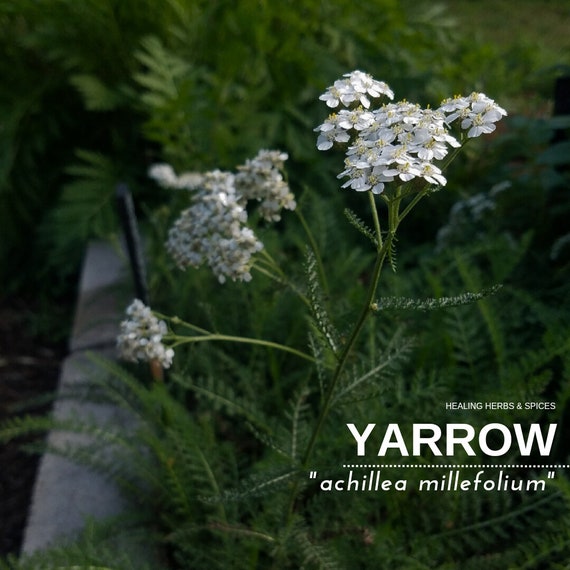 Yarrow "White"  - Live Plant