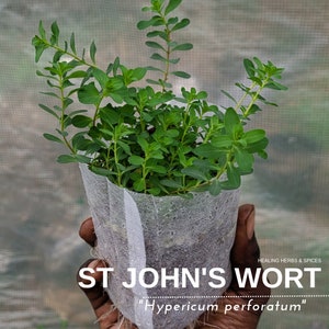St. John's Wort - Live Plant