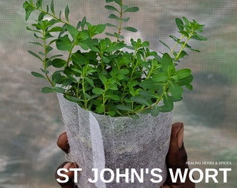 St. John's Wort - Live Plant