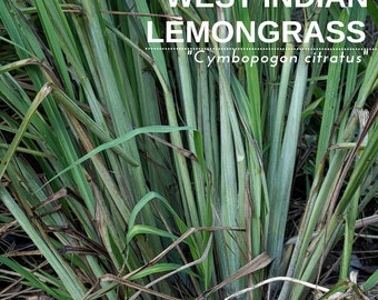 Lemongrass "West Indian" - Live Plant