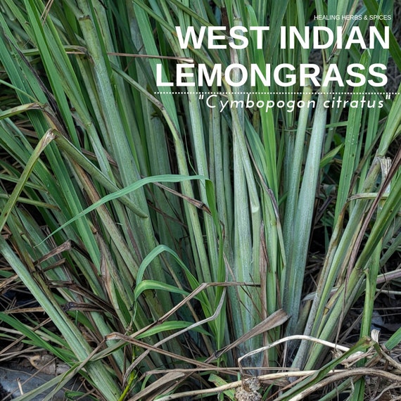 Lemongrass "West Indian" - Live Plant