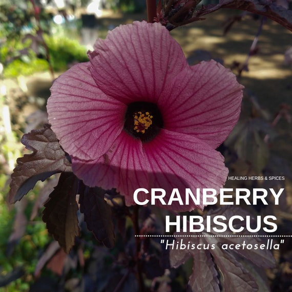 Cranberry Hibiscus - Live Plant