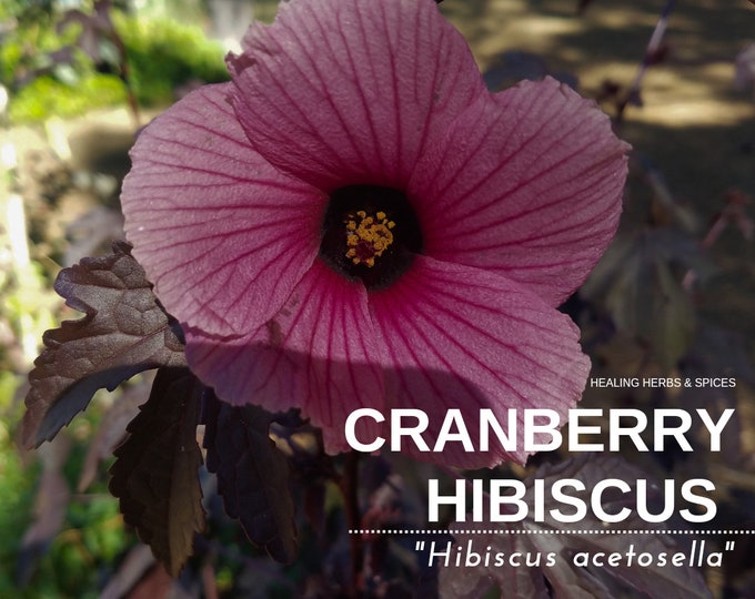 Featured listing image: Cranberry Hibiscus - live plant