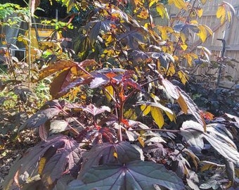 Cranberry Hibiscus - 4in pot