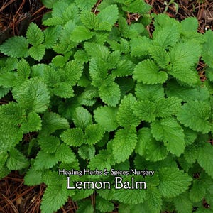 May include: A close-up of a vibrant green lemon balm plant. The leaves are textured and lush, with a slightly serrated edge. The text "Healing Herbs & Spices Nursery" and "Lemon Balm" are visible.