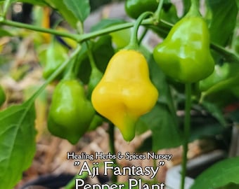 Pepper "Aji Fantasy" - Live Plant