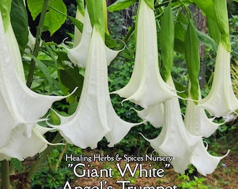 Brugmansia or Angel's Trumpet "Giant White" - Live Plant