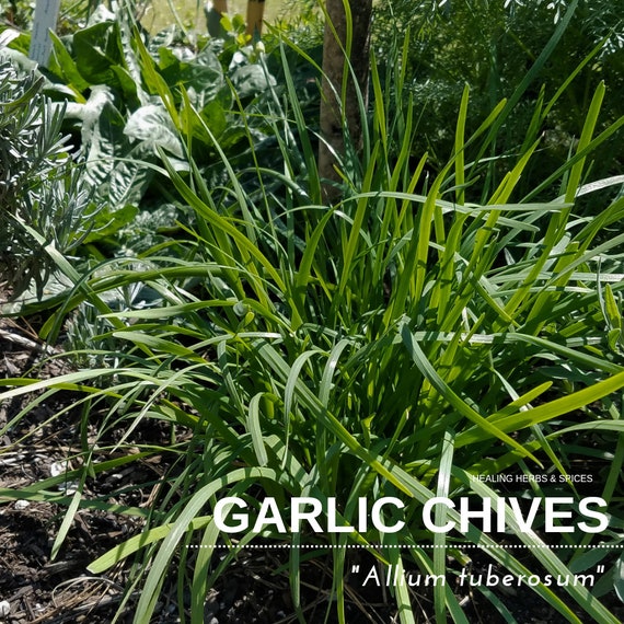 Garlic Chives - Live plant