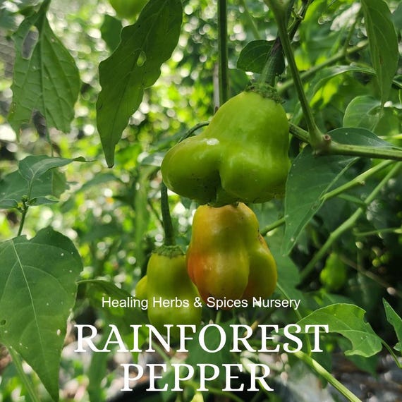 Pepper Plant "Rainforest" - Live Plant