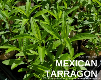 Mexican Tarragon - Live Plant