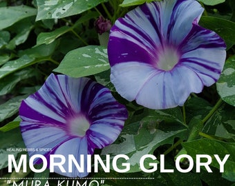Morning Glory "Mura Kumo" - Live Plant