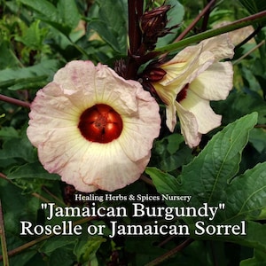 Roselle or Jamaican Sorrel - Live Plant