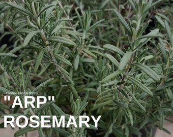 Rosemary "ARP" - Live Plant