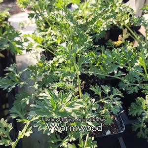 May include: Close-up of wormwood plants in small black pots. The plants have silvery-green leaves and are densely packed. The text "Healing Herbs & Spices Nursey" and "Wormwood" are visible.