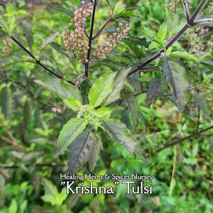Tulsi "Krishna" - Live Plant