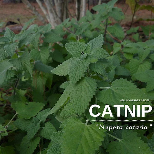 Catnip - Live Plant