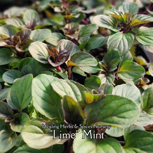 May include: Close-up of a bed of "Lime" Mint plants. The leaves are a vibrant green with hints of purple and white. The text "Healing Herbs & Spices Nursery" and "Lime Mint" are visible at the bottom of the image.
