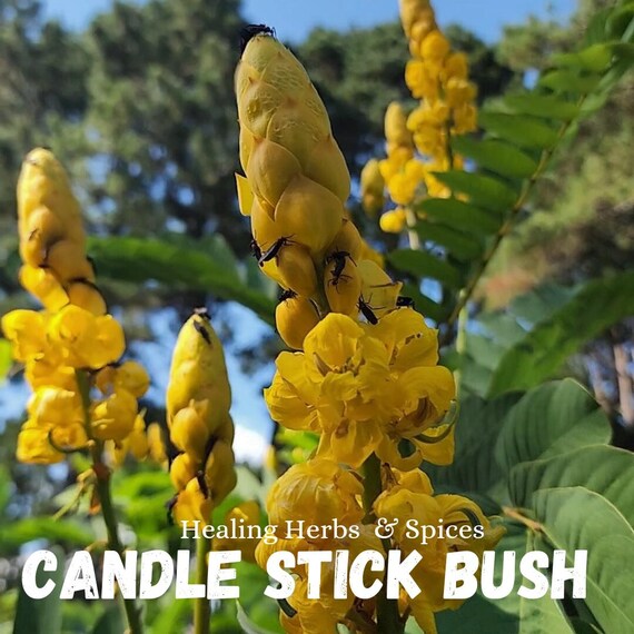 Candle Stick Bush -  Live Plant