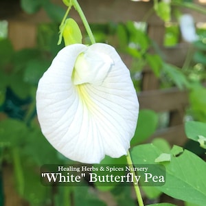 Butterfly Pea &quot;White&quot; - Live Plant