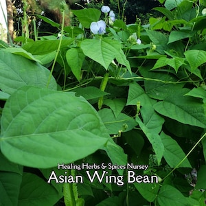 May include: Close-up of Asian Wing Bean plant with large green leaves and delicate blue flowers. The text "Healing Herbs & Spices Nursery" and "Asian Wing Bean" is visible at the bottom of the image. The plant is lush and vibrant.