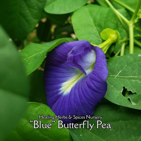 Butterfly Pea "Blue" - Live Plant
