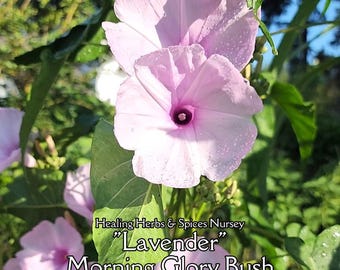 Morning Glory Bush "Lavender" -  Live Plant