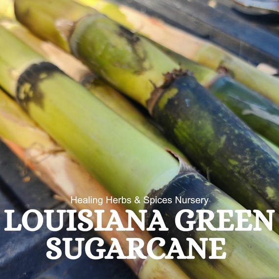 Sugarcane "Louisiana Green"-  Live Plant