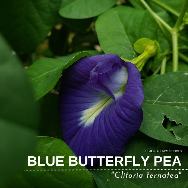 Butterfly Pea "Blue" - Live Plant