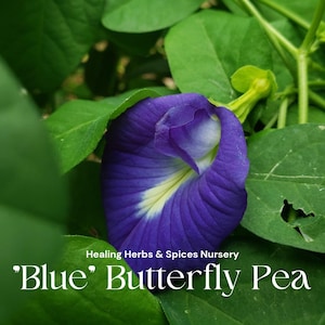 Butterfly Pea "Blue" - Live Plant