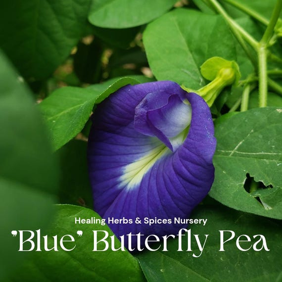 Butterfly Pea "Blue" - Live Plant