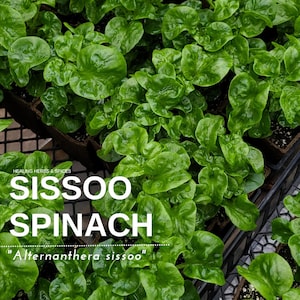 Sissoo Spinach - Live Plant