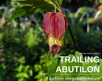 Abutilon "Trailing" - Live Plant