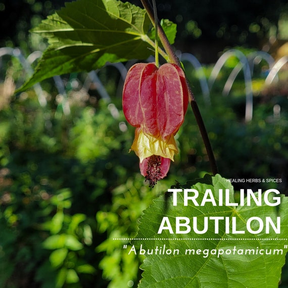 Abutilon "Trailing" - Live Plant