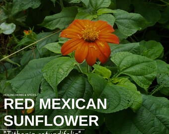 Mexican Sunflower "Red" - Live Plant
