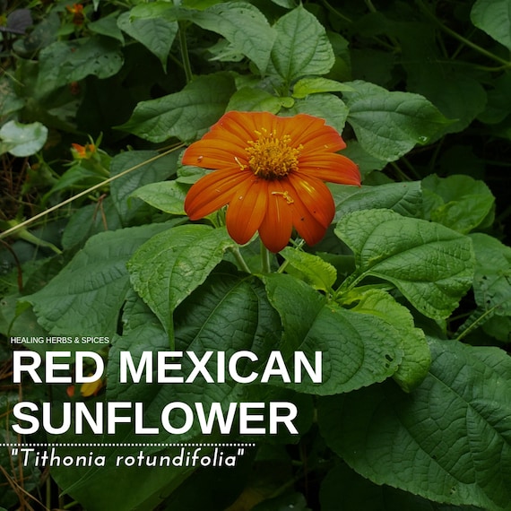 Mexican Sunflower "Red" - Live Plant