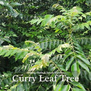 Curry Leaf Tree - Live Plant