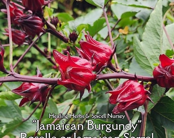 Roselle or Jamaican Sorrel - Live Plant
