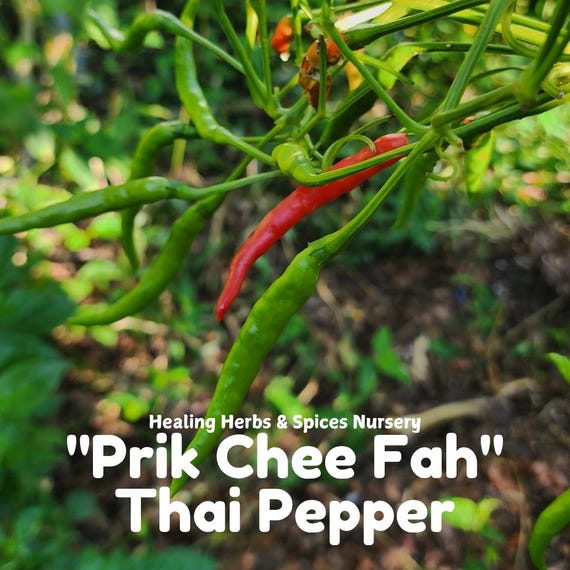 Pepper Plant "Prik Chee Fah" - Live Plant