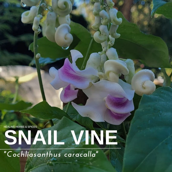 Snail Vine - Live Plant