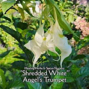 Brugmansia or Angel's Trumpet "Shredded White" - Live Plant