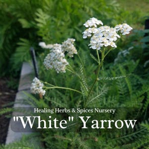 Yarrow &quot;White&quot;  - Live Plant