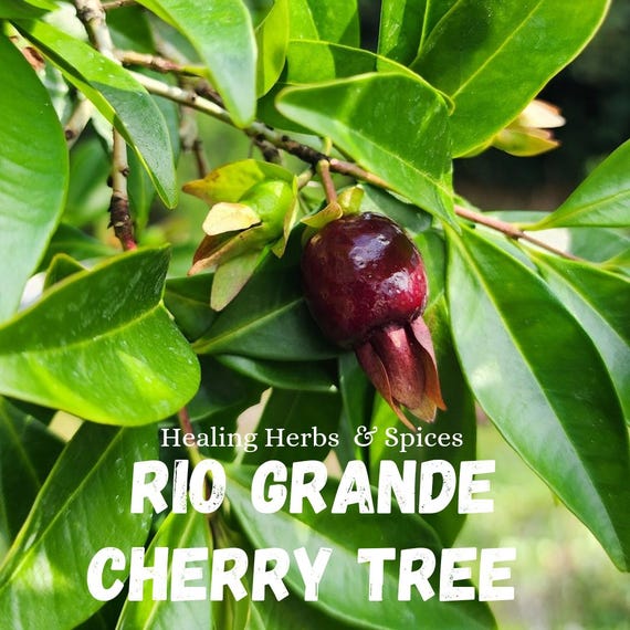 Cherry of the Rio Grande - Live Plant