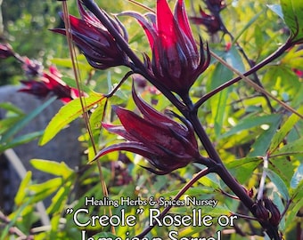 Roselle or Jamaican Sorrel "Creole" - Live Plant