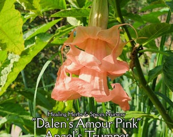 Brugmansia or Angel's Trumpet "Dalens Amour Pink" - LIVE PLANT