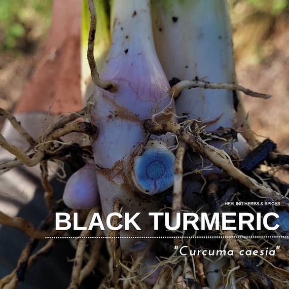 Turmeric "Black" - Live Plant
