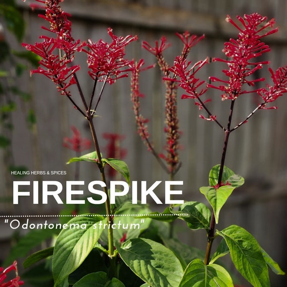 Firespike Bush - Live Plant