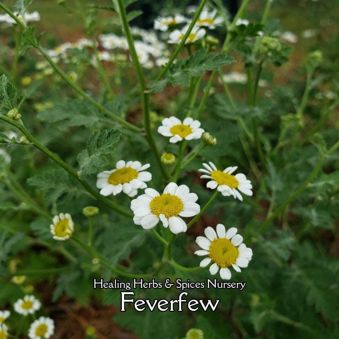 Feverfew - Live Plant - Etsy