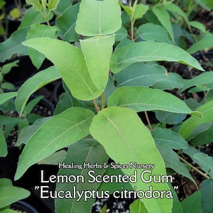 Lemon-Scented Eucalyptus - Live Plant
