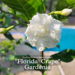 Florida Gardenia or Crape Jasmine - Live Plant