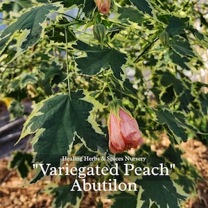 Abutilon &quot;Variegated Peach&quot; -  Live Plant